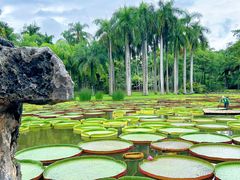 -中国科学院西双版纳热带植物园