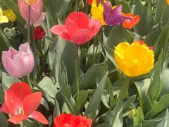 -洛阳郁金香牡丹园