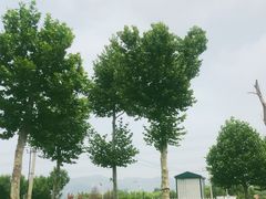 -羊亭河湿地公园