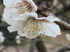 -香雪海
