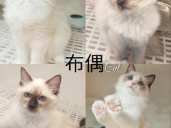 -lincat·猫舍(广州店)