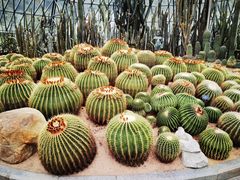 -深圳仙湖植物园