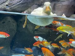 -海合安青岛极地海洋公园