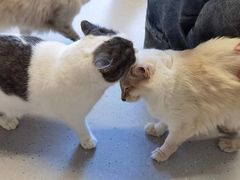-Cappucimeow猫咪咖啡馆(韦伯时代店)