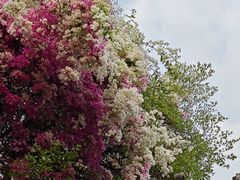 -深圳国际园林花卉博览园