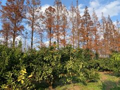 -上海长兴岛郊野公园