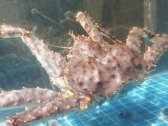 -77号渔船·蒸海鲜青岛菜(积米崖店)