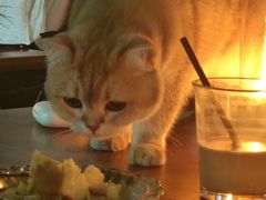 -咖法森林·咖啡  酒吧(天河店)