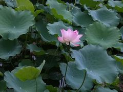 -荔湾湖公园