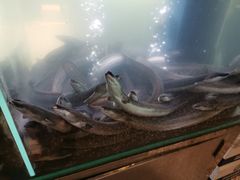 -本炙炭烤·蒲烧活鳗料理店(金沙洲店)