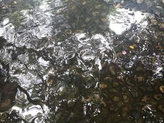 -成都市活水公园