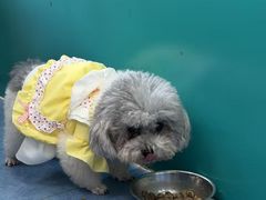 -博特宠物医院24h犬猫全科.骨科·异宠
