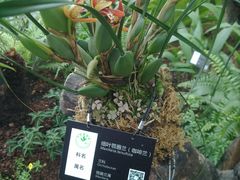-东莞植物园