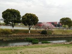 -羊山湖公园