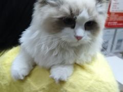 -瑞派天宁宠物医院·猫科·异宠中心