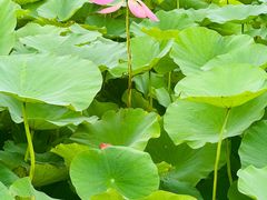 -梁鸿国家湿地公园