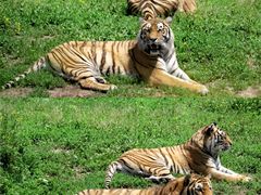 -沈阳森林动物园