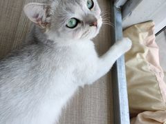 -藏猫猫咖啡主题馆(中央大道店)