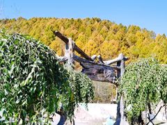 -横道河子东北虎林园