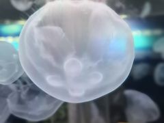 水母-重庆科技馆