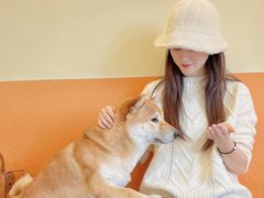 -喜柴咖啡·柴犬狗咖