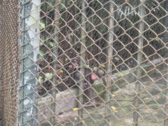 -深圳野生动物园