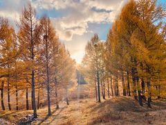 -塞罕坝国家级自然保护区