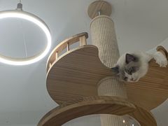 -喵园·猫主题咖啡厅·撸猫·猫咖(国贸店)