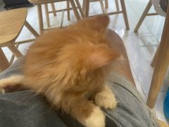 -楼上猫咖(罗湖店)