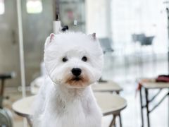 -鑫艺宠物美容培训学校