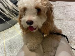 -滇野云南野生菌餐厅(陕西南路店)