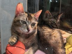 -瑞鹏宠物医院·夜间急症·心超·猫科(祖庙分店)