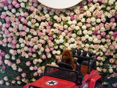 -百好乐宠物友好餐厅(朝外大街店)