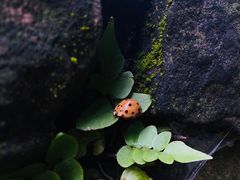 -都江堰中华大熊猫苑