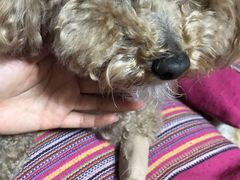 -瑞派·关忠动物医院·猫专科·犬专科(三环新城店)