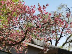 -桃花堤公园