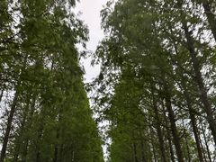 -上海海湾国家森林公园