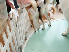 -怪兽屋·羊驼·猫咖·狗咖(俊华广场店)