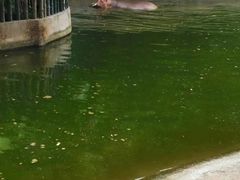 -深圳野生动物园
