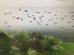-ADA自然水景世界