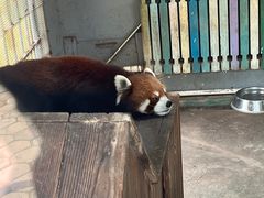 -沈阳森林动物园