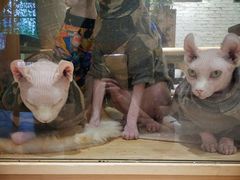 -藏猫猫咖啡主题馆(中央大道店)