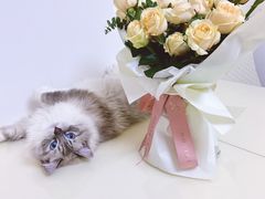 -BOBLOOM花店(宝龙旭辉广场店)