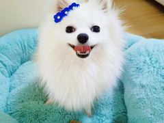 -宠福鑫康馨动物医院·骨科·眼科