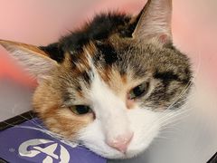 -宠福鑫动物医院(城北分院)