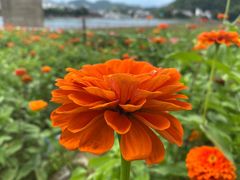 -新安江山水画廊风景区