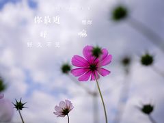 -田园东方蜜桃村的田野营地