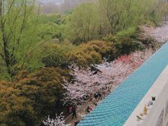 -武汉大学-樱园