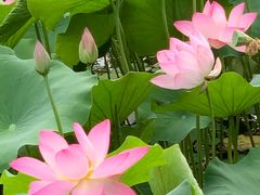 -莲花池公园