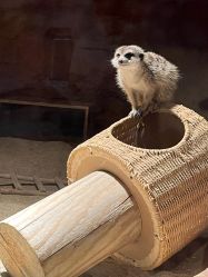 -酷嗒动物文化乐园(cutezoo西溪乐天城店)